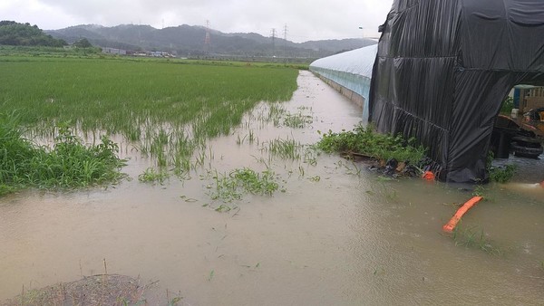 군산시 일원에 많은 비로 농작물 침수피해가 속출하고 있다./사진=전북도