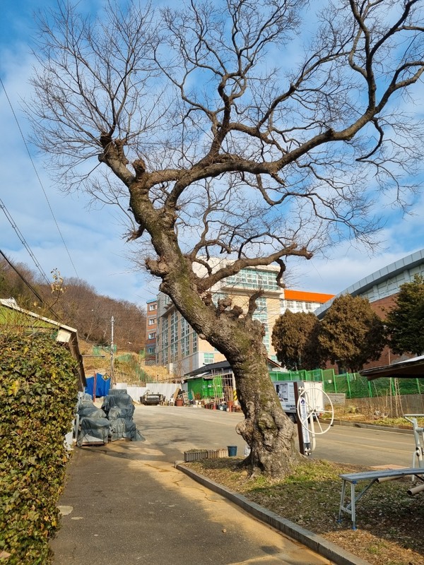 군산상고 앞 수백년 된 팽나무. / 사진= 군산시청 제공